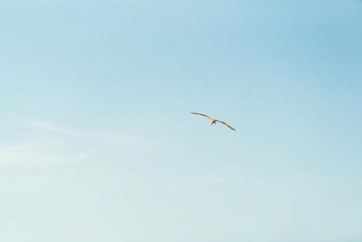 大空を優雅に舞うダイサギ 大空を優雅に舞うダイサギ ダイサギ,鷺,野鳥の写真素材