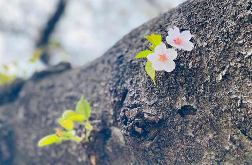 幹から咲く桜の花と新芽/春の始まり 幹から咲く桜の花と新芽/春の始まりの写真