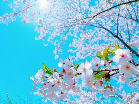 太陽と桜 太陽と桜の写真