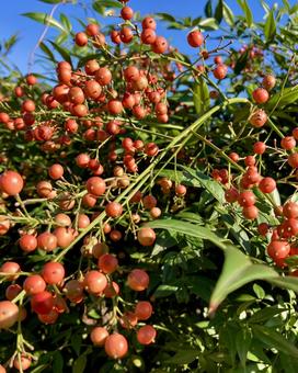 南天の実 南天,赤い実,実の写真素材