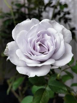 ベランダのバラ・ポルトブルー バラ,薔薇,ポルトブルーの写真素材