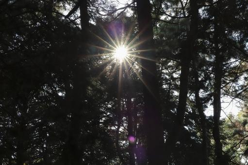 Photo, sunbeams leaves, sunlight, trees, 