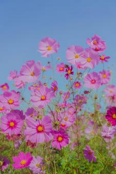青空に映えるピンクのコスモス 秋,コスモス,花畑の写真素材