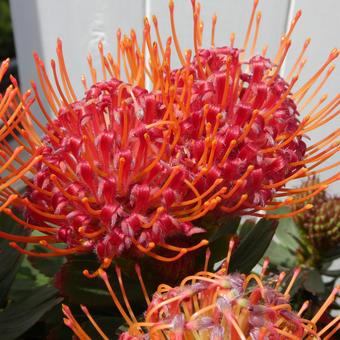 Leucospermum carnival red flower, JPG