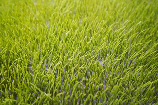 人工芝のテクスチャ 人工芝,芝生,芝の写真素材