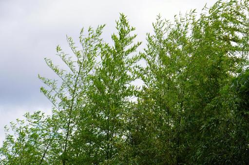 竹林 笹,葉,植物の写真素材