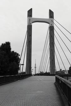 木場公園 木場公園,公園,モノクロの写真素材