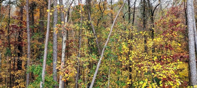 紅葉 アメリカ1 紅葉,森,林の写真素材
