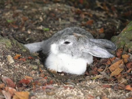 大久野島のウサギ ウサギ,かわいい,大久野島の写真素材
