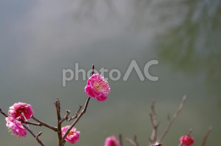 梅の花　21 2月,バラ科,ピンク色の写真素材