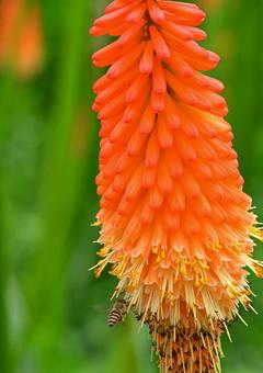 Tritoma flower (close-up), JPG Tritoma flower (close-up), JPG