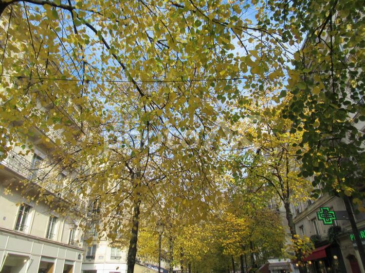 フランス、パリの街並み（町並み） フランス,パリ,風景の写真素材