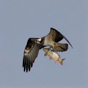 ミサゴ ミサゴの写真