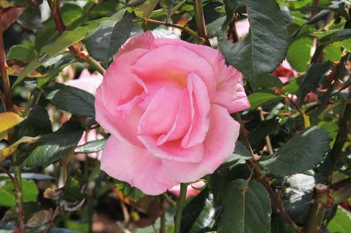 バラ・薔薇 クイーンエリザベス バラ・薔薇 クイーンエリザベスの写真