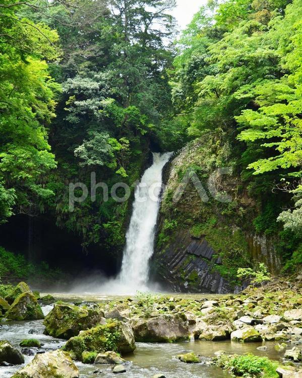 浄蓮の滝 滝の景色 浄蓮の滝,天城越え,滝の写真素材
