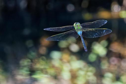 飛んでいるギンヤンマの雄、背面 飛んでいるギンヤンマの雄、背面 ギンヤンマ,とんぼ,トンボの写真素材