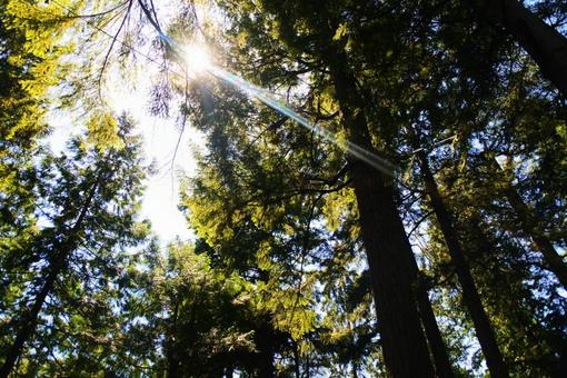 Photo, capilano valley, canada, british columbia, 