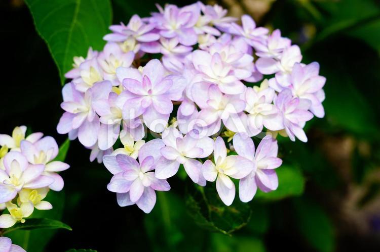 梅雨の季節の紫陽花 あじさい,紫陽花,花の写真素材