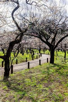 偕楽園公園　満開の梅園 偕楽園,花,梅の写真素材