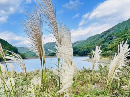 呉ダム　秋の公園　ススキ 秋,呉ダム渓流公園,公園の写真素材