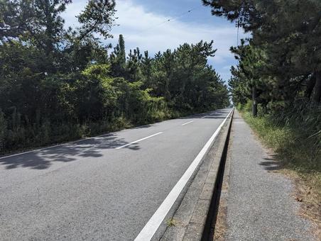 富津公園周辺より 木漏れ日,街道,道路の写真素材