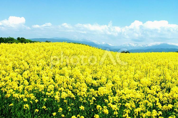 菜の花畑の絶景 菜の花畑,絶景,観光地の写真素材