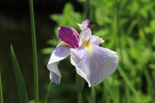 アヤメ・菖蒲 アヤメ・菖蒲 アヤメ,マクロ,草花の写真素材