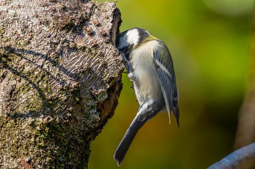木にとまるシジュウカラ 木にとまるシジュウカラの写真