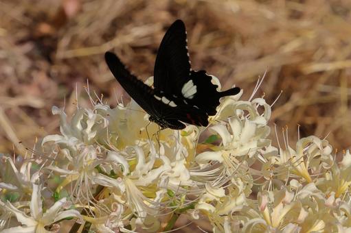 彼岸花と黒アゲハ蝶06 彼岸花と黒アゲハ蝶06 彼岸花,黒アゲハ蝶,蝶の写真素材