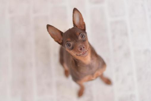 Photo, dog, mini pin, miniature pinscher, 