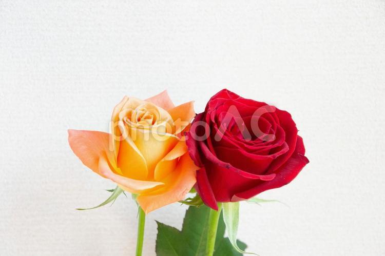 オレンジと赤のばら ばら,赤いバラ,薔薇の写真素材