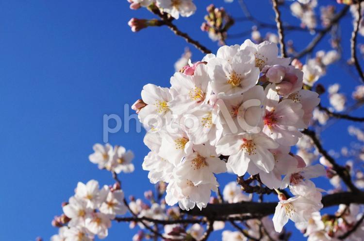 桜の花のイメージ 桜,花,ソメイヨシノの写真素材