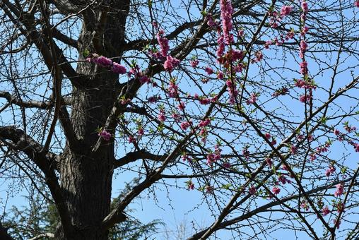 春の花 春,花,風景の写真素材