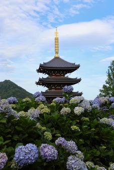 6月中旬の法然寺の五重塔とアジサイの花 6月中旬の法然寺の五重塔とアジサイの花の写真