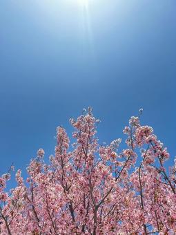 桜と空 桜と空の写真