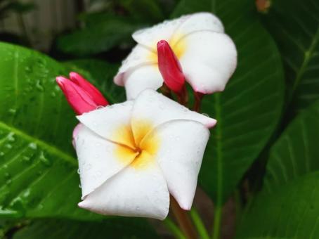 可憐な姿のプルメリア 花,つぼみ,プルメリアの写真素材