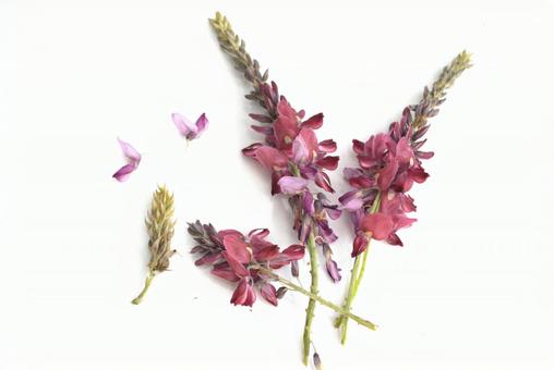 白背景に葛の花 白背景に葛の花の写真