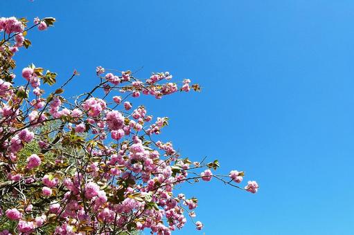 青空に映える八重桜 青空に映える八重桜の写真