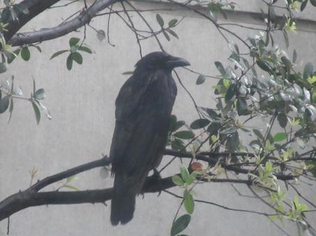 雨中の止まり木カラス 雨中の止まり木カラスの写真