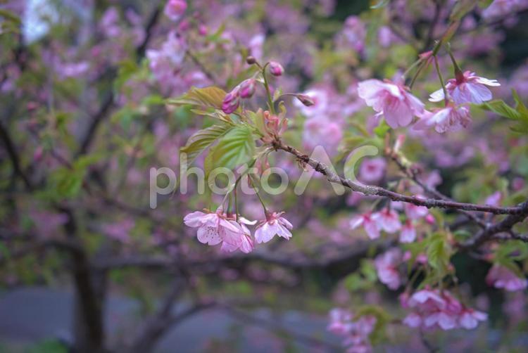 ＜五島の春の風景＞夜明けの奥浦町の河津桜 河津桜,桜,花の写真素材