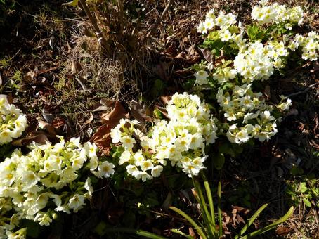 公園の花壇に咲くヒメリュウキンカの写真