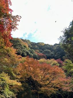 箕面国定公園滝道　紅葉 紅葉,箕面国定公園,滝道の写真素材