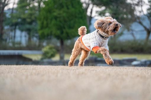 春の公園で走るトイプードル 春の公園で走るトイプードルの写真