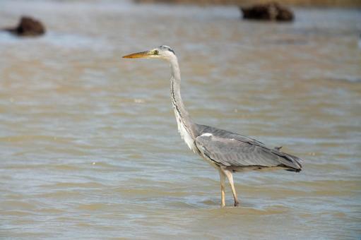 Photo, hawthorn, a heron, bird, 