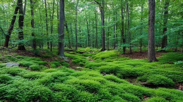 木々と苔が織りなす風景 木々と苔が織りなす風景の写真