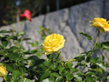 バラ園の黄色い薔薇を撮りました バラ園の黄色い薔薇を撮りましたの写真