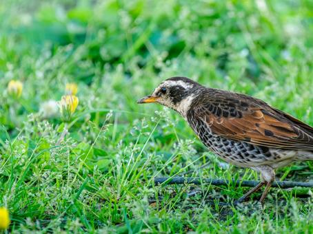 地面を歩くツグミ 地面を歩くツグミ ツグミ,野鳥,鳥の写真素材