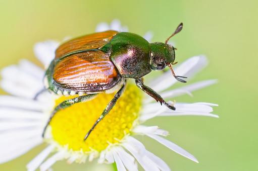 マメコガネ マメコガネ マメコガネ,豆黄金,コガネムシ科の写真素材