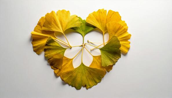ハート形に形作られたイチョウの落ち葉 ハート形に形作られたイチョウの落ち葉の写真