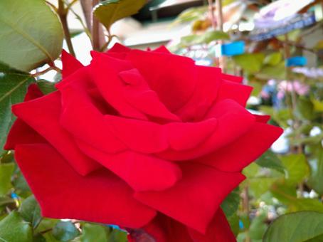 薔薇 薔薇の写真